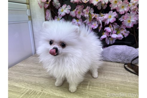 成約済の大阪府のポメラニアン-298918の7枚目